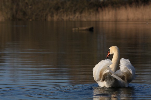 Mute Swan on Oakhill Pond credit Matthew Cox (1)