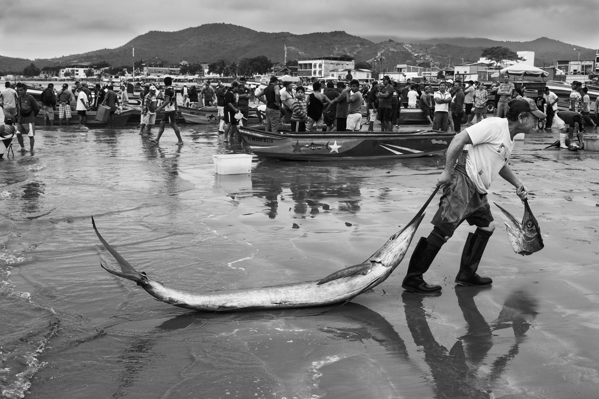 Prize catch by Jef Pattyn, Belgium and the Netherlands, Wildlife Photographer of the Year