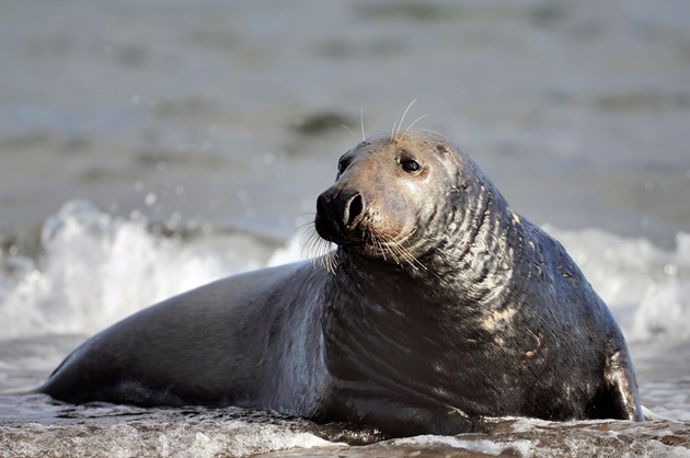 Grey Seal bull resting ©Lorne GIll/NatureScot