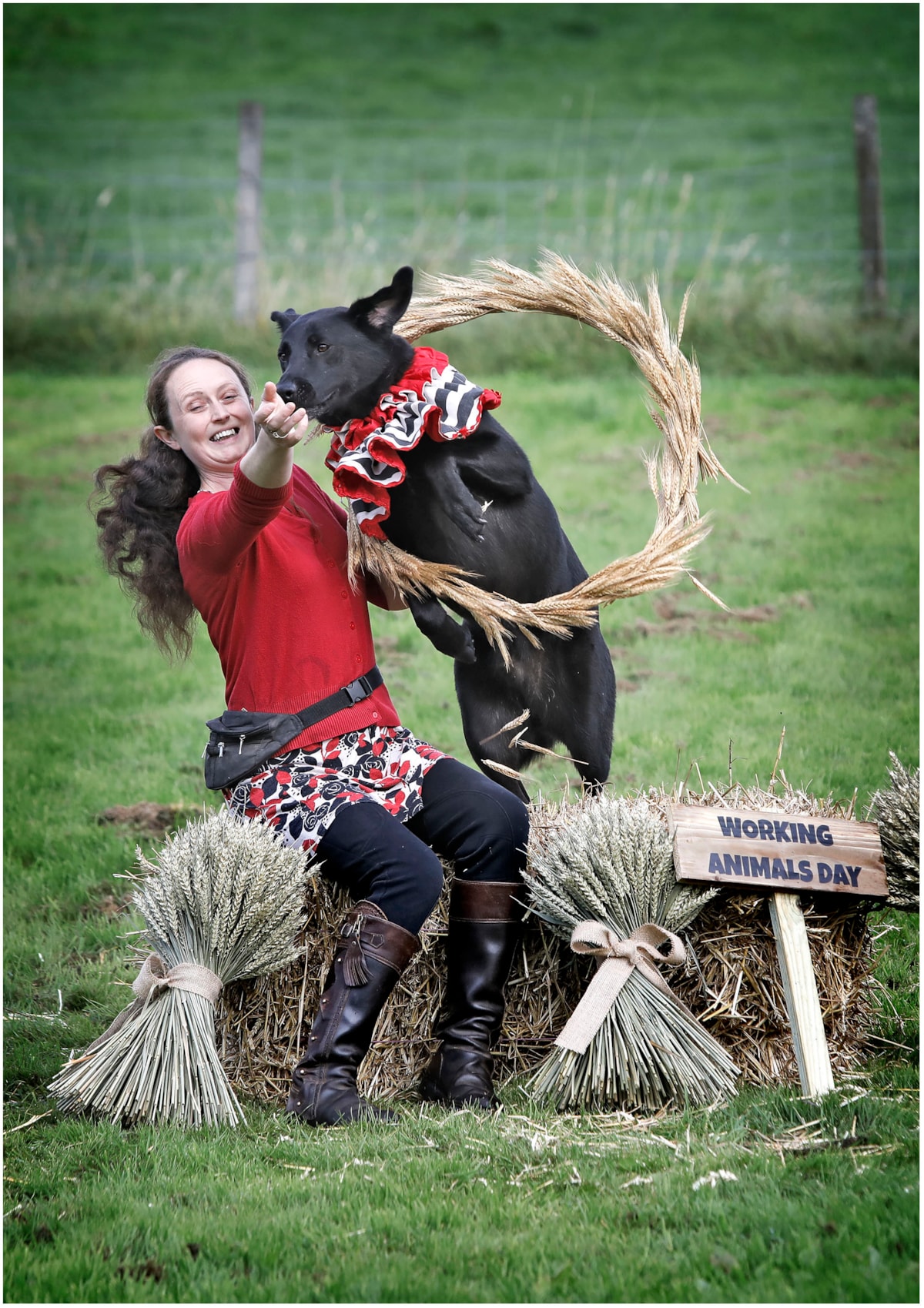 WorkingAnimalDay2