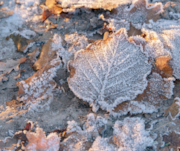 Frosted leaf: Frosted leaf