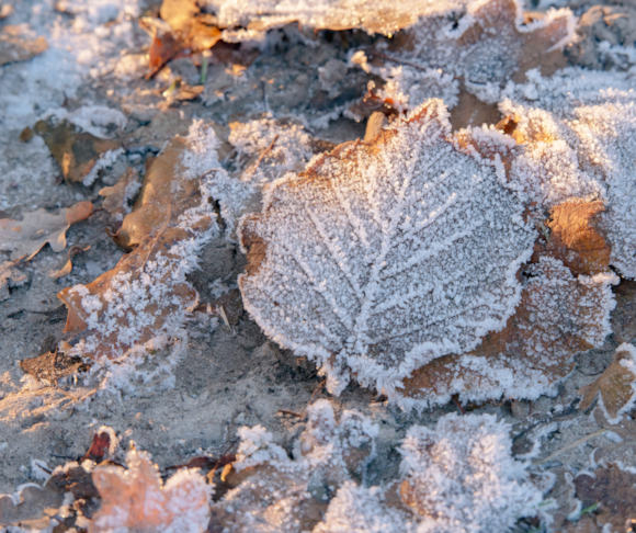 New Forest District Council continues to offer support to rough sleepers this winter: Frosted leaf