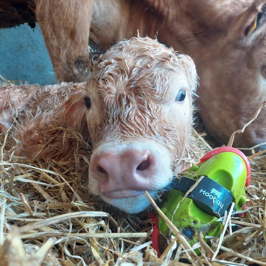 The Moocall wearable health sensor. Image © Moocall (3)