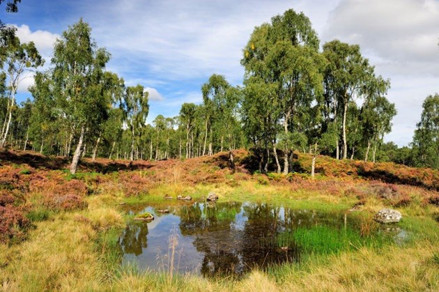 Craigellachie- Bog Pool: Craigellachie NNR - Bog Pool - (C) SNH, one-off use