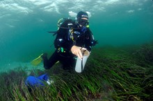 A diver collecting a core sample from a seagrass bed in the Sound of Barra. ©Ben James-NatureScot - Free use with credit: A diver collecting a core sample from a seagrass bed in the Sound of Barra. ©Ben James-NatureScot - Free use with credit