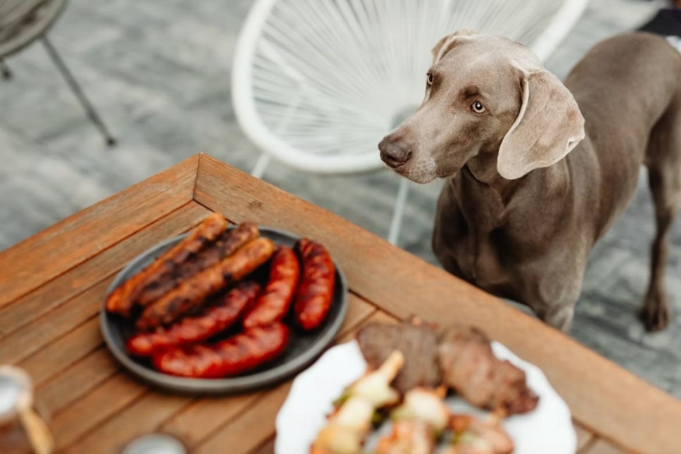 Dogs during BBQs
