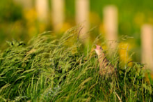 Corncrake (c) Lorne Gill, NatureScot / Traon, Uibhist a Deas (c) Lorne Gill / NàdarAlba