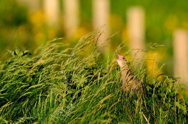 Corncrake (c) Lorne Gill, NatureScot / Traon, Uibhist a Deas (c) Lorne Gill / NàdarAlba