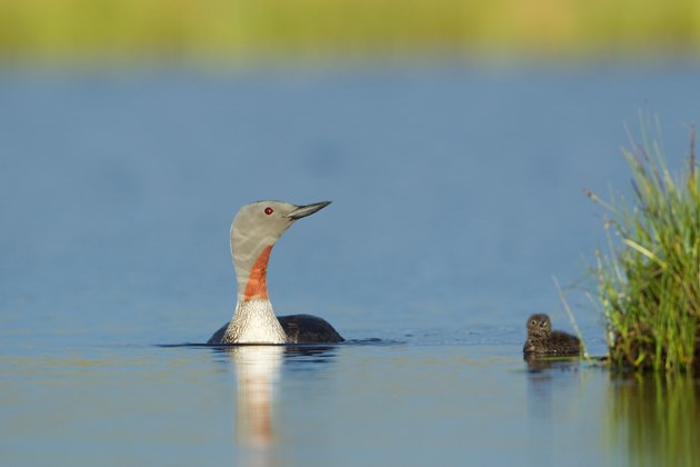 Mink project Red throated diver and chick