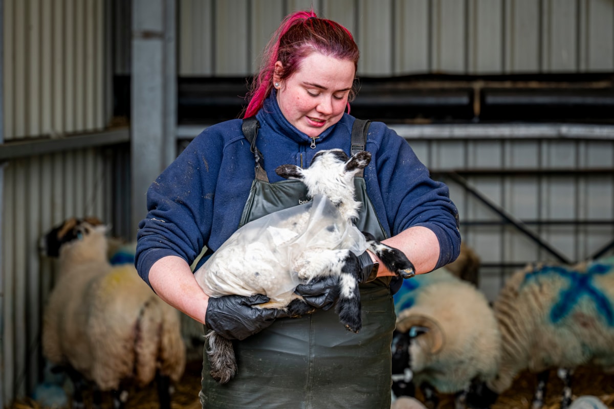 Assistant Stockperson Carly Hood fits a 'raincoat' on a lamb at the National Museum of Rural Life. Photo © Andy Catlin (5)
