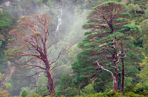 Scot's pine trees at Beinn Eighe NNR- Credit Lorne Gill-NatureScot
