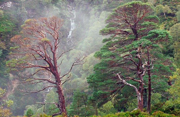 UK’s first NNR launches photo contest to celebrate 70th anniversary: Scot's pine trees at Beinn Eighe NNR- Credit Lorne Gill-NatureScot