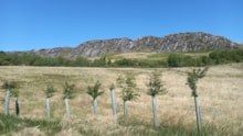 Cairnsmore of Fleet NNR - New trees in the old In Bye below the Clints of Dromore ©NatureScot