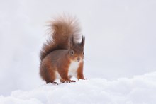 A red squirrel foraging for food in a snowy woodland ©Fergus Gill