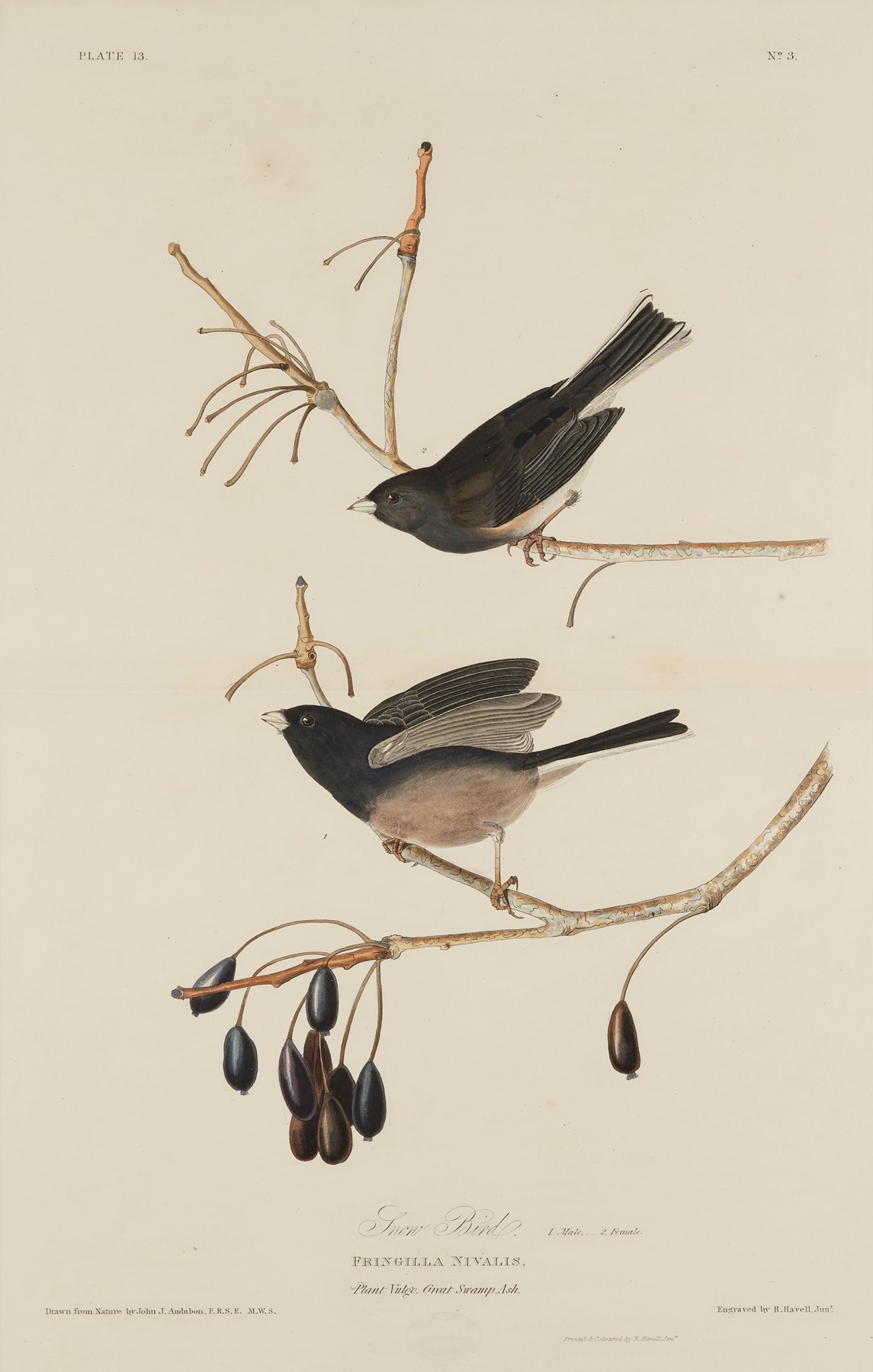 Print depicting Snow Birds from Birds of America, by John James Audubon. Image © National Museums Scotland