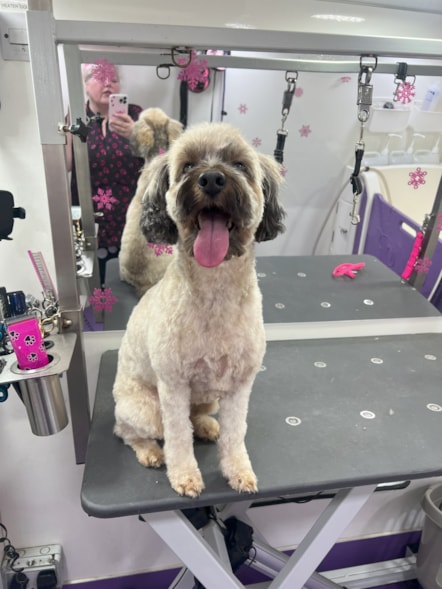 A cockerpoo being pampered