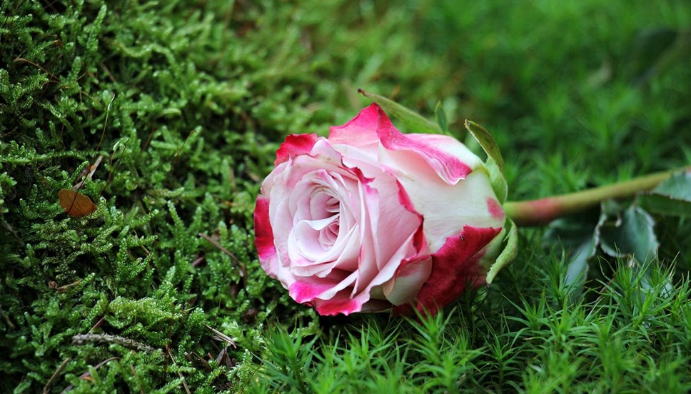 Rose on grass