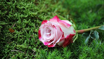 Rose on grass