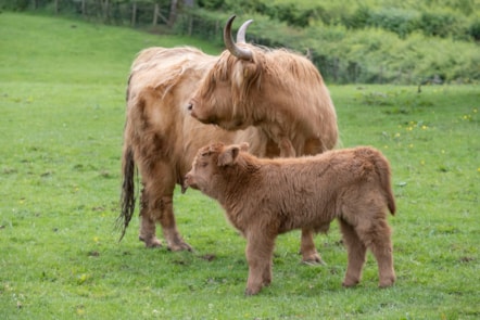 Highland calves at the National Museum of Rural Life. Photo © Chris James  (11)