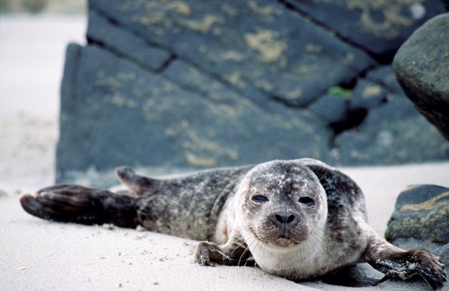 SNH reminder: how to enjoy watching the Ythan seals without disturbing them: Seals-103