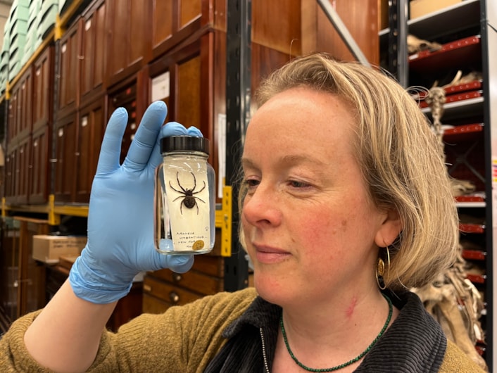 Spiders at Discovery: Curator Clare Brown at the Leeds Discovery Centre with some of its fascinating collection of spiders large and small originating from countries around the world, as well as many examples collected in Yorkshire.
Many of those specimens are preserved in specialised spirit jars filled with powerful ethanol, designed to keep the spiders from drying out and deteriorating over time.
