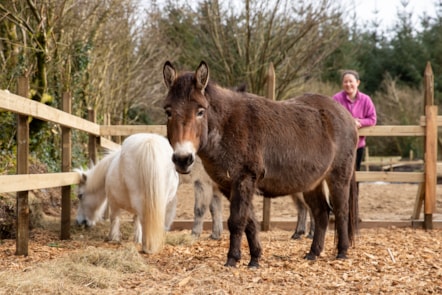Skanda Vale's donkeys-2