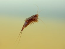 Tadpole Shrimp (c) WWT / Edmund Fellows