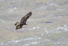 Golden Eagle (c) Nigel Puttick: Golden Eagle (c) Nigel Puttick