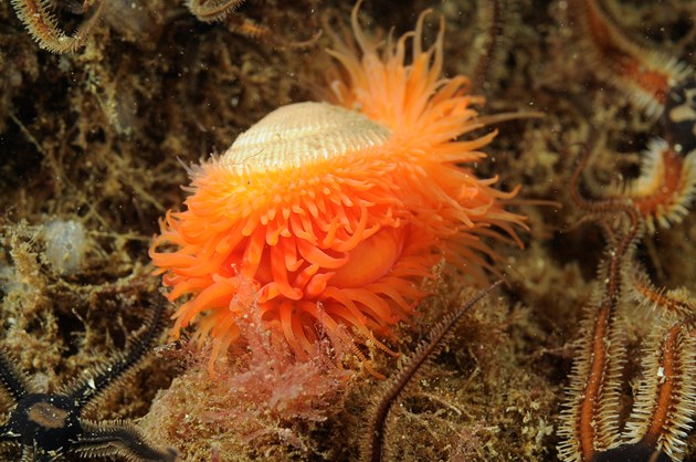 Marine habitat connections revealed: Flame shell ©Ben James / SNH