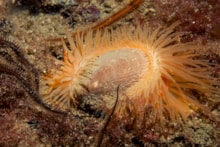 An exposed flame shell on a dense bed in Loch Carron - credit Graham Saunders-NatureScot: An exposed flame shell on a dense bed in Loch Carron - credit Graham Saunders-NatureScot