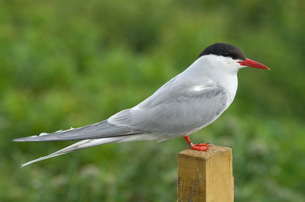 Arctic Tern ©Lorne Gill/NatureScot