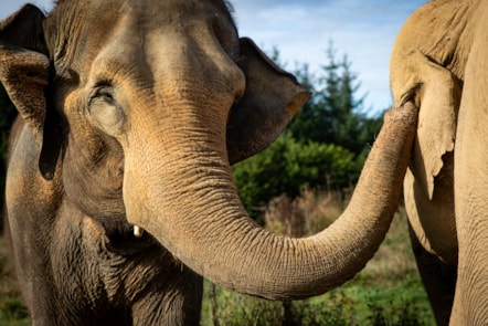 Skanda Vale Asian Elephants Bala and Valli