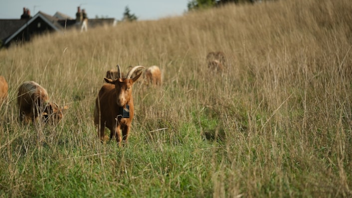 Goats Asket Hill by Louise Gibson: To protect and encourage biodiversity the grassland on Asket Hill is now managed by a herd of goats.
Picture credit: Louise Gibson
