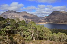 Scots pines growing beside the mountain trail at Beinn Eighe National Nature Reserve ©Lorne Gill/NatureScot