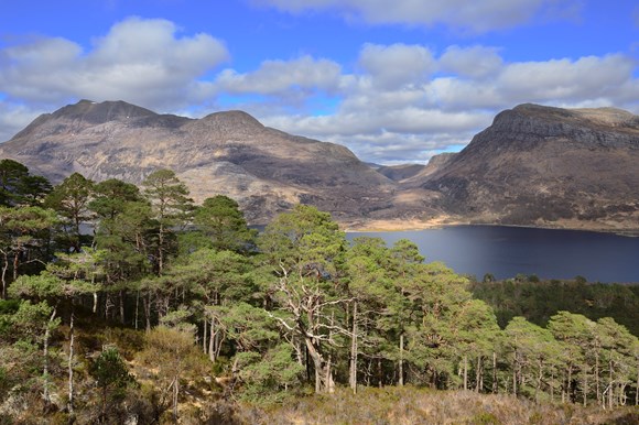 Scots pines growing beside the mountain trail at Beinn Eighe National Nature Reserve ©Lorne Gill SNH-2