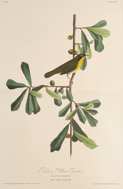Print depicting a Roscoe's Yellow Throat from Birds of America, by John James Audubon. Image © National Museums Scotland