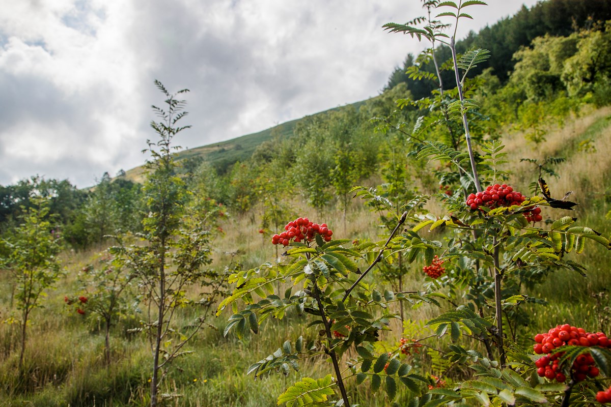 Woodland Creation, Derek Morgan, Llangurig, Llanidloes-41