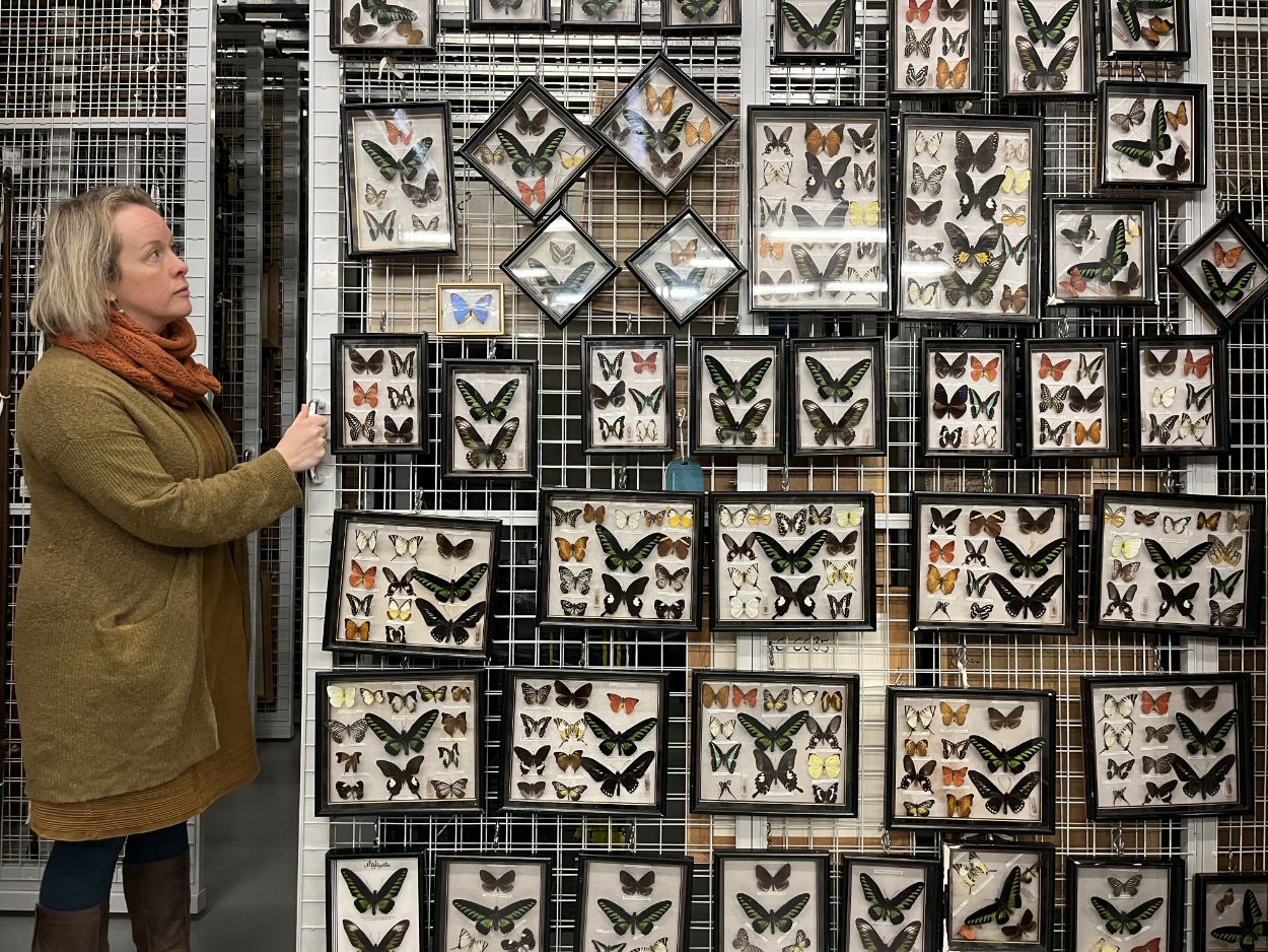 Butterflies at Leeds Discovery Centre: Clare Brown with some of the stunning array of winged insects housed at Leeds Discovery Centre includes hundreds of species from across the globe, many collected by explorers and scientists more than a century ago.
The precious collection is being carefully counted and conserved ahead of a series of behind-the-scenes tours of the impressive centre, which will take place over the school half term holidays.