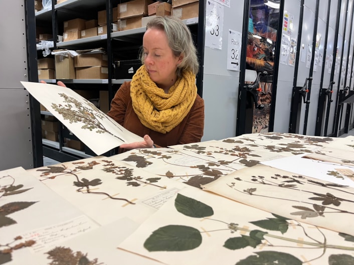 Dead Plant Society: Curator Clare Brown with just a few of the city’s vast collection of precious herbarium sheets was collected by botanists and horticulturalists over the past 200 years, with many of the fragile plants gathered in parks and grassland in east Leeds.
Stored at the Leeds Discovery Centre, the plants are now set to be studied by people living and working in the same area where they once grew, connecting their communities and ecosystems through time.