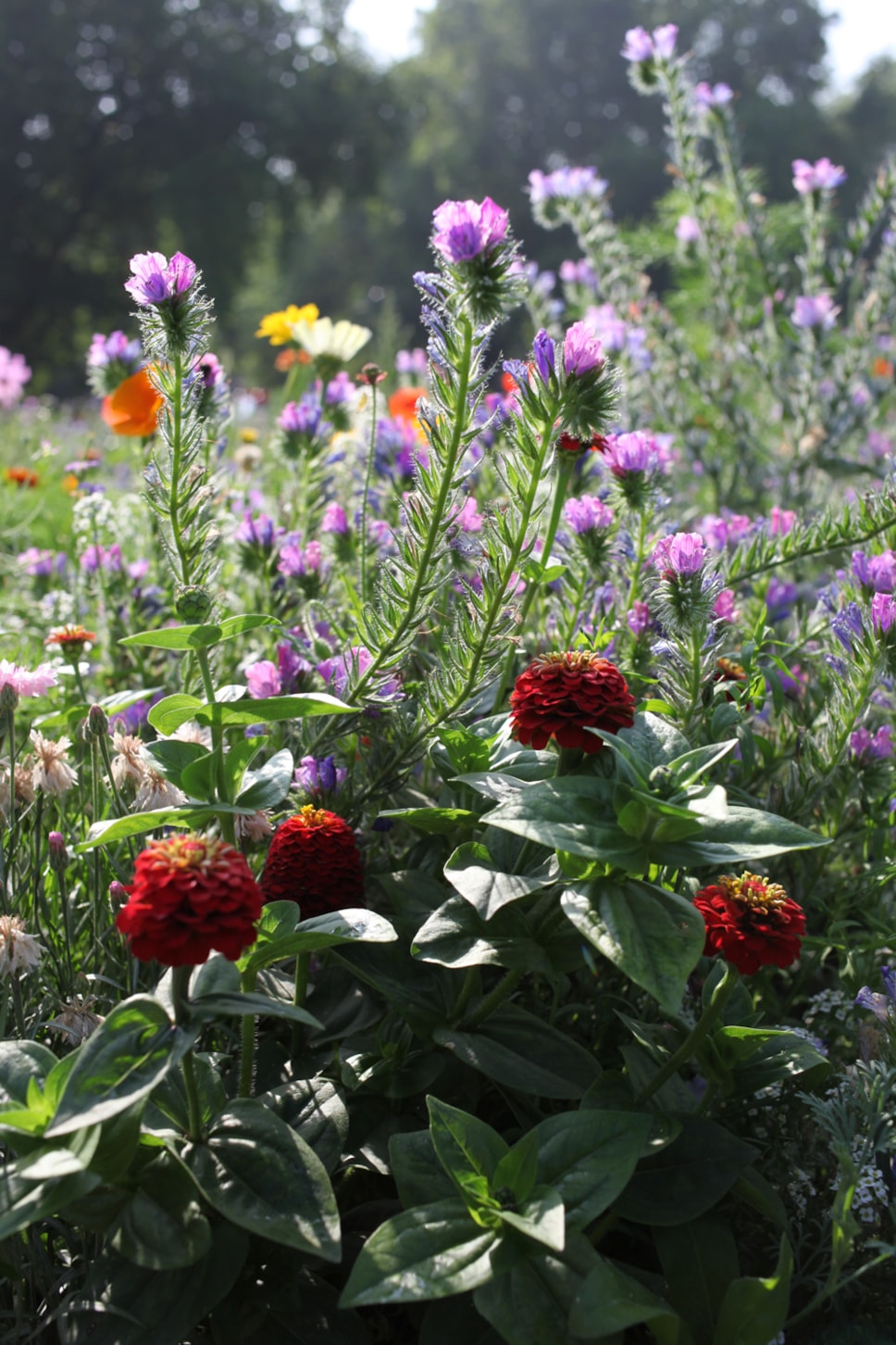 wildflower1.jpg