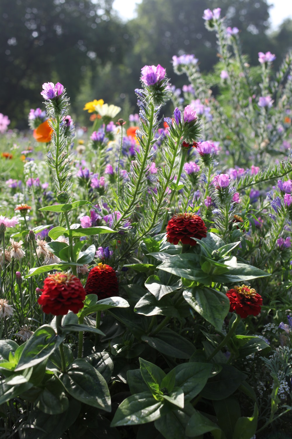wildflower1.jpg