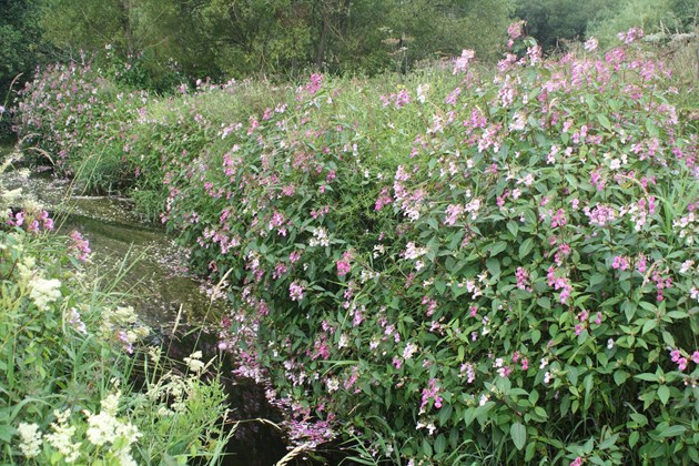 Himalayan balsam dominating riverbank vegetation