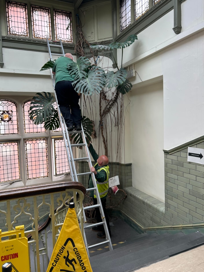 Audrey at Tropical World: The huge monstera, popularly known as a cheese plant, has been a resident in a stairwell at Leeds General Infirmary’s medical school since the 1970s, where staff affectionately named her Audrey.