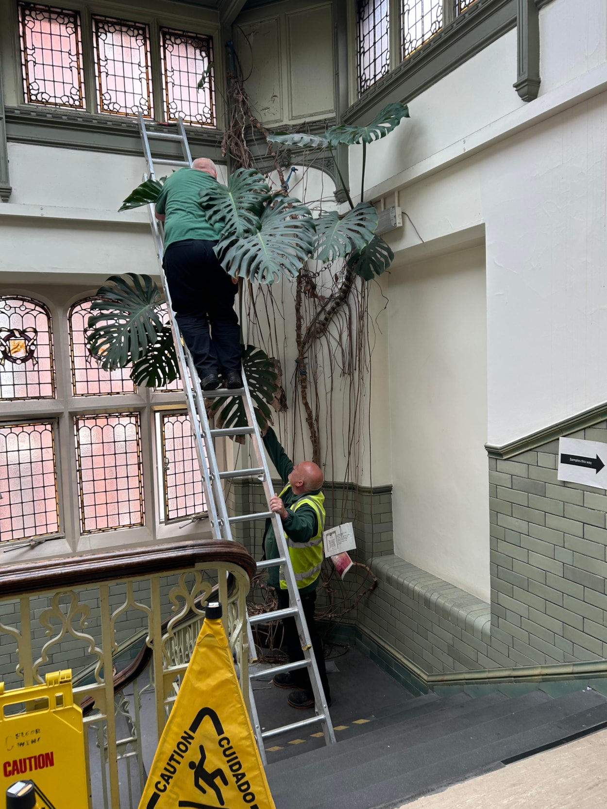 Audrey at Tropical World: The huge monstera, popularly known as a cheese plant, has been a resident in a stairwell at Leeds General Infirmary’s medical school since the 1970s, where staff affectionately named her Audrey.