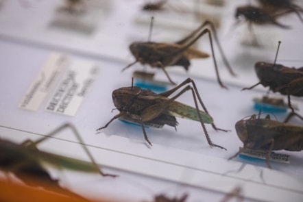 A close up image of insect specimens within Amgueddfa Cymru's entymology collection