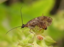 Bordered Brown Lacewing on Wood Sage (c) Nick Littlewood: Bordered Brown Lacewing on Wood Sage (c) Nick Littlewood