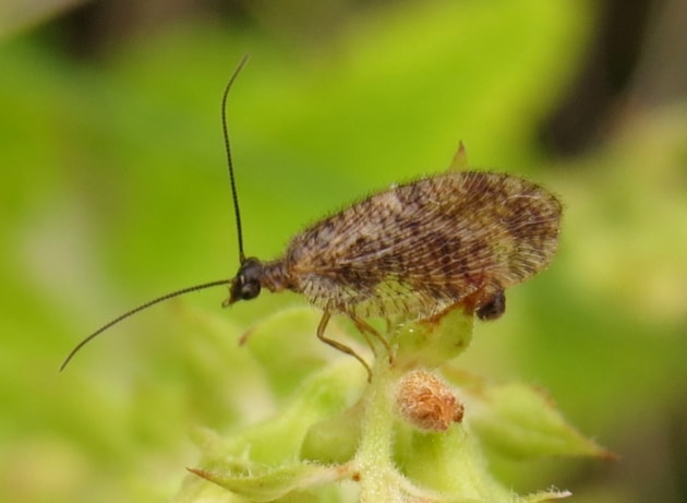 Bordered Brown Lacewing on Wood Sage (c) Nick Littlewood