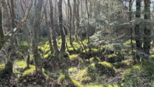 Loch Wood, Lanark: Loch Wood, Lanark