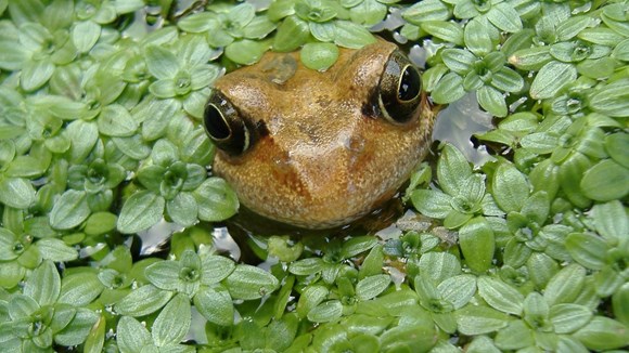 Use your voice for Nature on the Isle of Wight: Image 5 Amphibians under pressure due to loss of habitat here a garden pond makes all the difference - Ian Boyd Arc