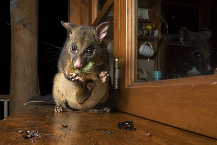 Possum's night snack by Caitlin Henderson, Australia, Wildlife Photographer of the Year